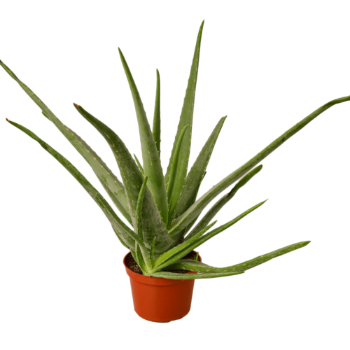 Image og Aloe Vera plant for Sale online - Houseplant Sale and Forget Me Not Flower Market