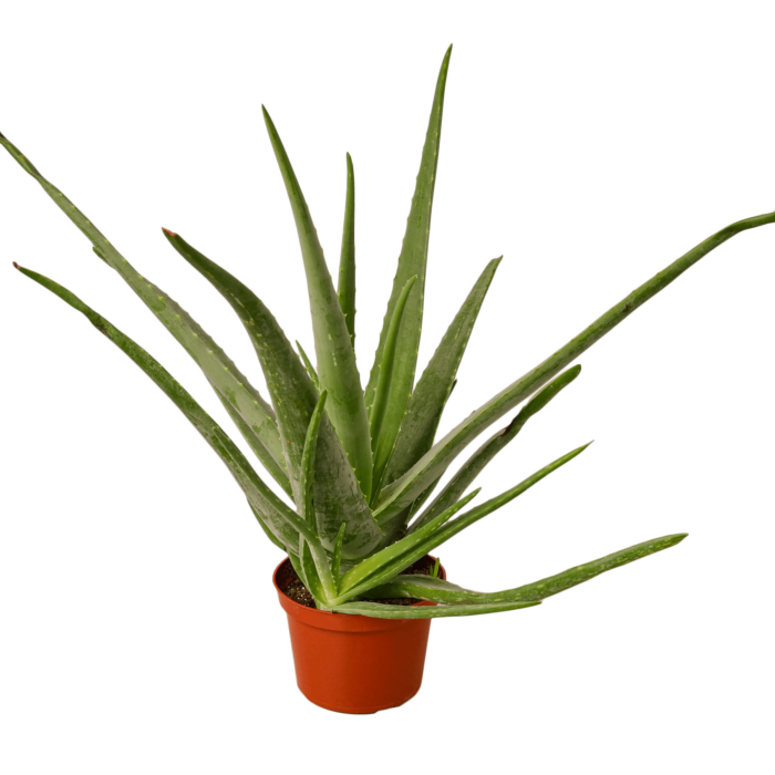 Image og Aloe Vera plant for Sale online - Houseplant Sale and Forget Me Not Flower Market
