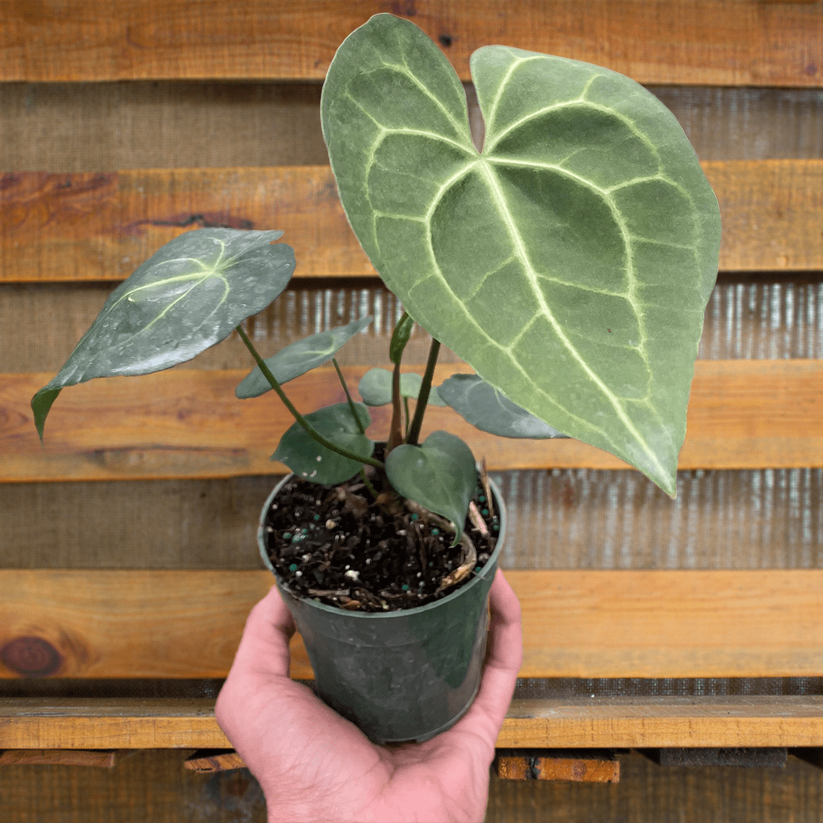 Anthurium Pterodactyl - plants for sale | house plant sale | Forget Me Not Flower Market online plant shop | online nurseries near to me