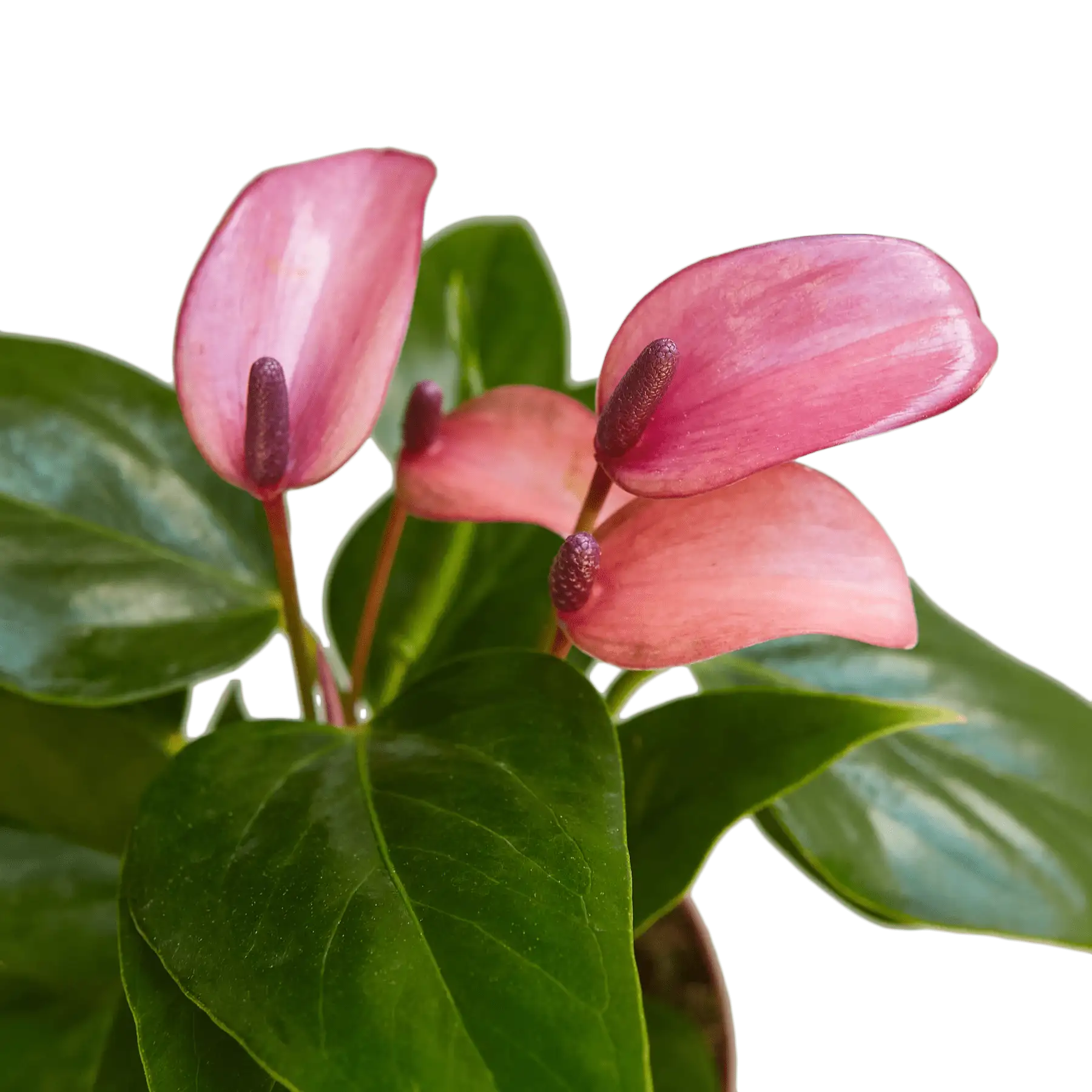 Image of Anthurium Purple plants for sale | house plant sale | Forget Me Not Flower Market online plant shop | online nurseries near to me