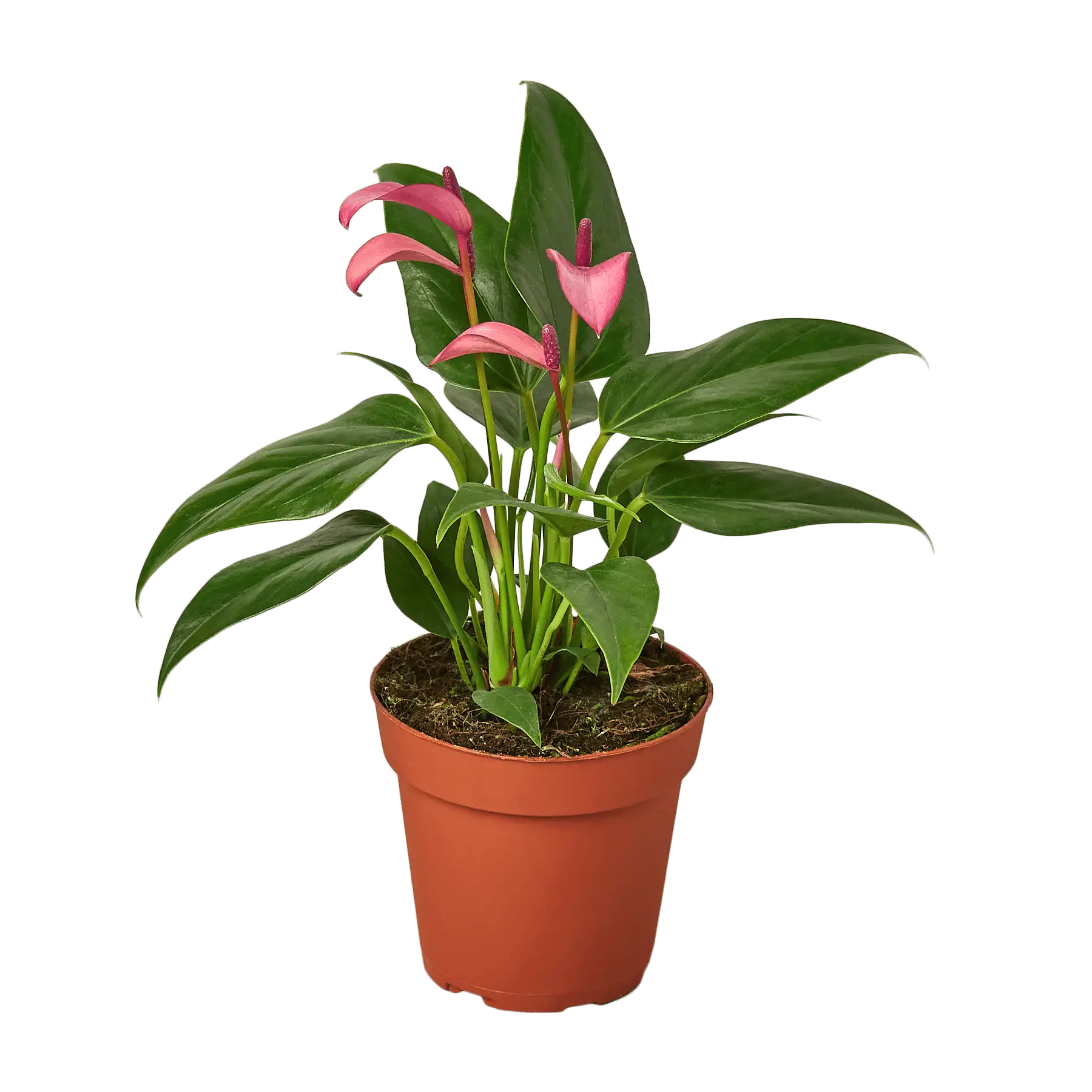 Image of Anthurium Purple plants for sale | house plant sale | Forget Me Not Flower Market online plant shop | online nurseries near to me