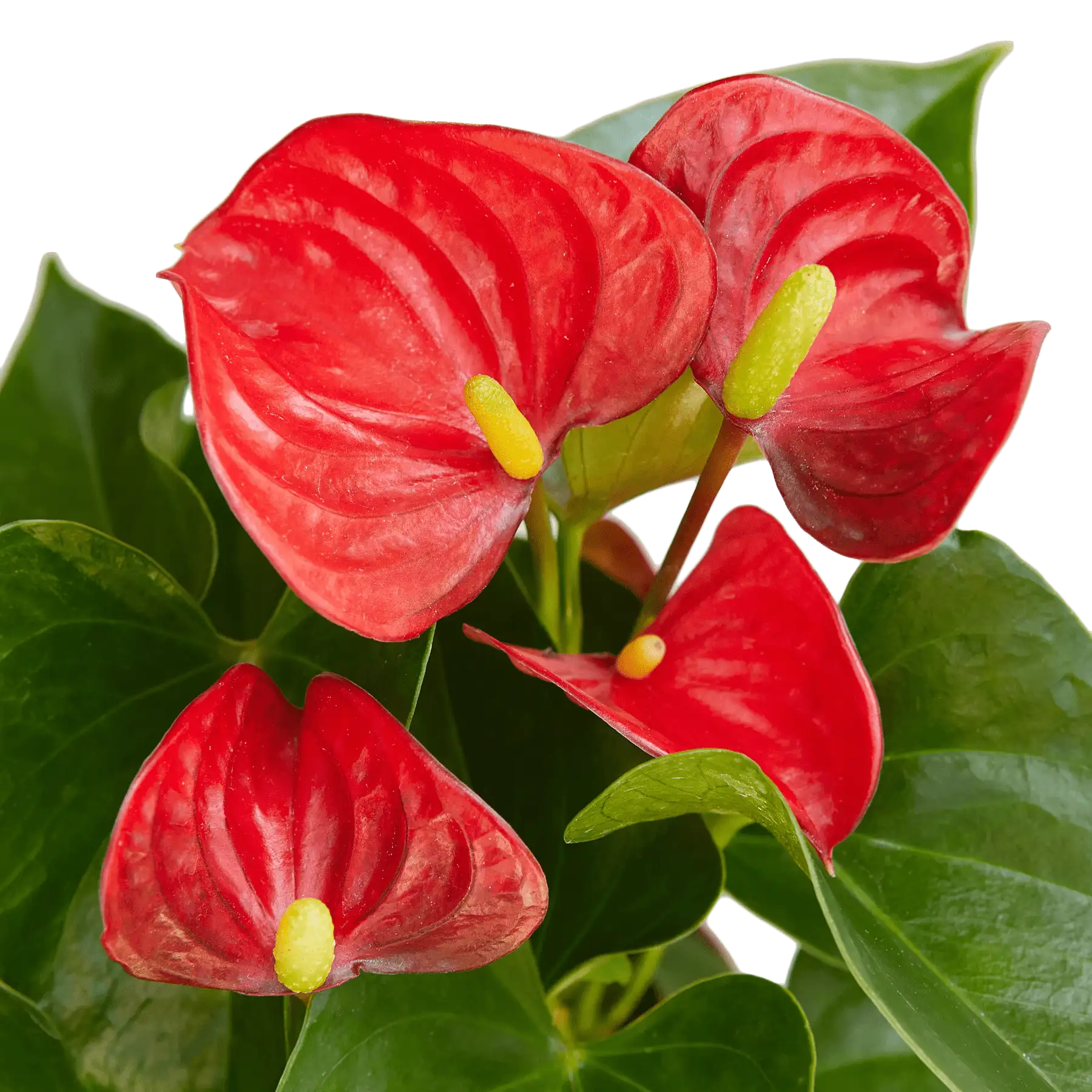 anthurium red plants for sale | house plant sale | Forget Me Not Flower Market online plant shop | online nurseries near to me