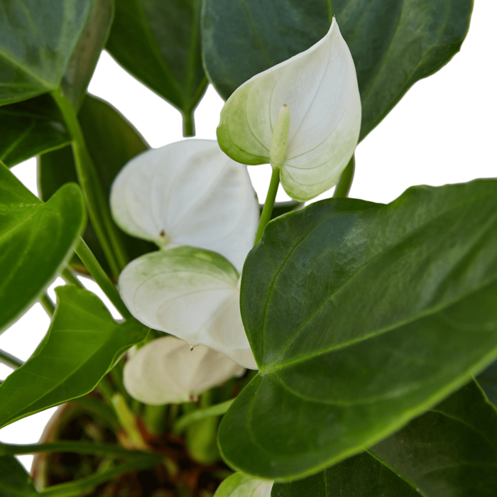 anthurium white plants for sale | house plant sale | Forget Me Not Flower Market online plant shop | online nurseries near to me