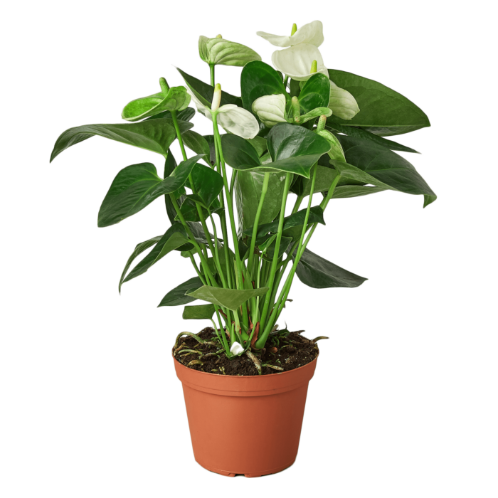 anthuriumwhite plants for sale | house plant sale | Forget Me Not Flower Market online plant shop | online nurseries near to me