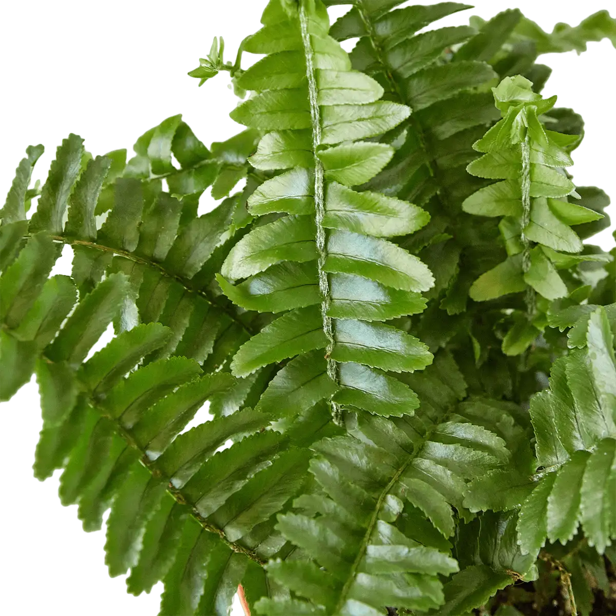 Boston For, also know as western sword fern and scientific name nephrolepis exaltata House Plant for Sale - Size: Small- 4in, Nursery Pot | Best Indoor Plants & Houseplant Sale | Forget Me Not Flower Market
