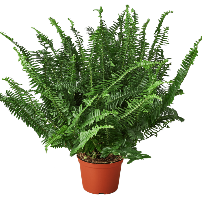 Boston For, also know as western sword fern and scientific name nephrolepis exaltata House Plant for Sale - Size: medium- 6in, Nursery Pot | Best Indoor Plants & Houseplant Sale | Forget Me Not Flower Market
