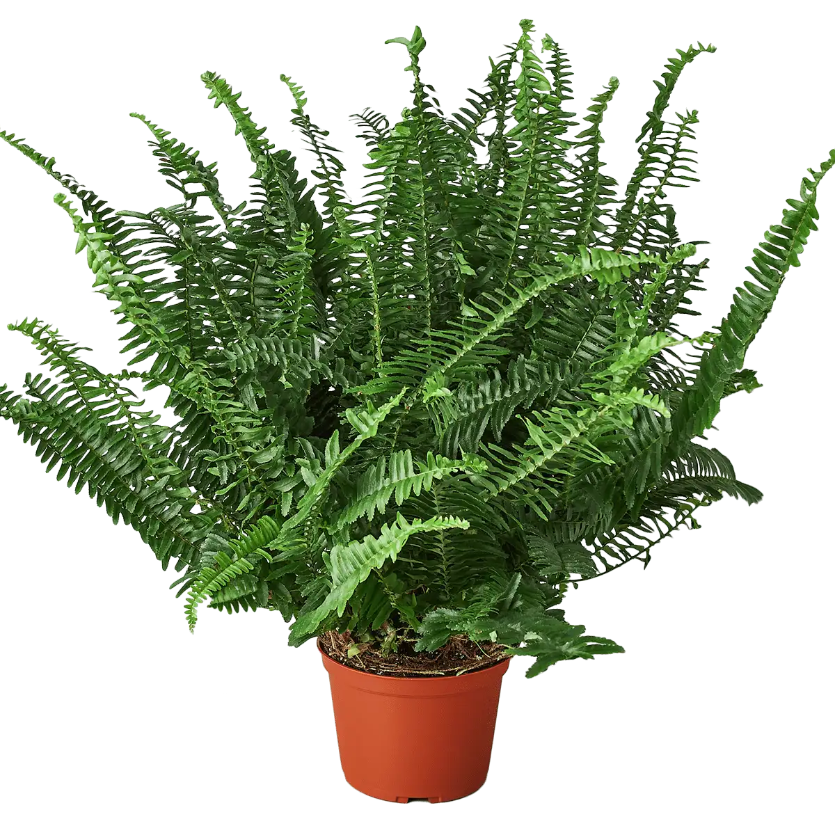 Boston For, also know as western sword fern and scientific name nephrolepis exaltata House Plant for Sale - Size: medium- 6in, Nursery Pot | Best Indoor Plants & Houseplant Sale | Forget Me Not Flower Market