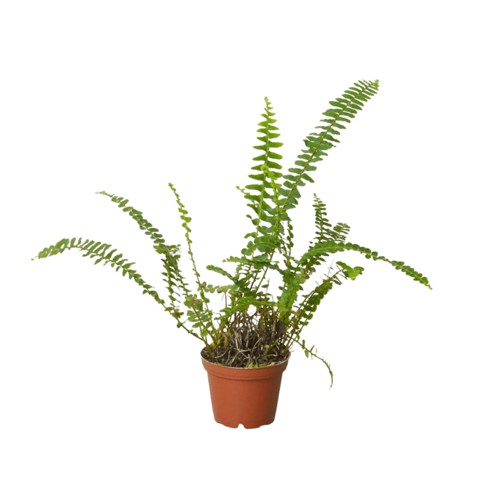 Boston For, also know as western sword fern and scientific name nephrolepis exaltata House Plant for Sale - Size: mini- 3in, Nursery Pot | Best Indoor Plants & Houseplant Sale | Forget Me Not Flower Market