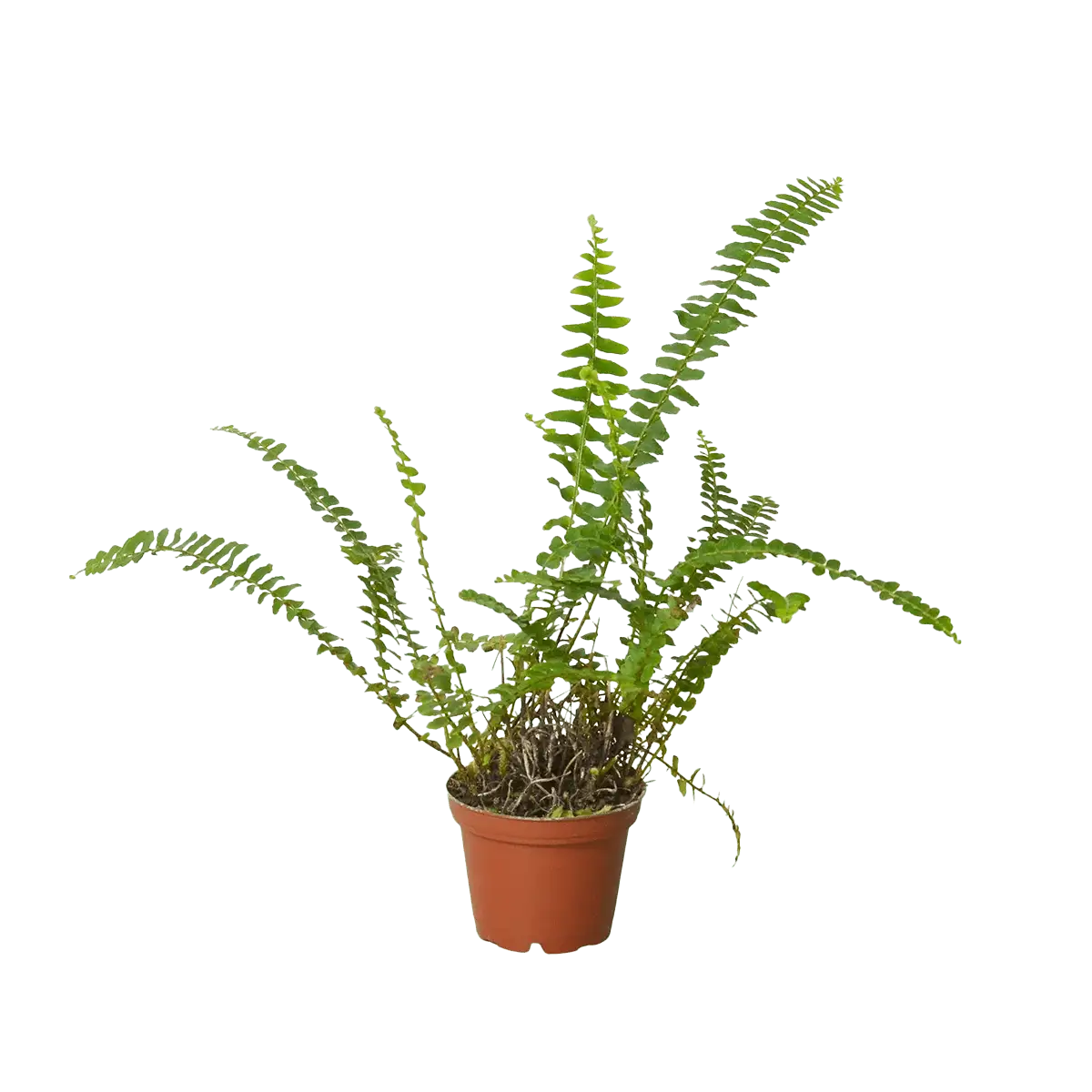 Boston For, also know as western sword fern and scientific name nephrolepis exaltata House Plant for Sale - Size: mini- 3in, Nursery Pot | Best Indoor Plants & Houseplant Sale | Forget Me Not Flower Market
