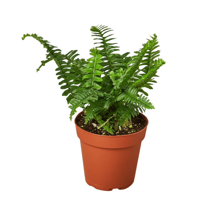 Boston For, also know as western sword fern and scientific name nephrolepis exaltata House Plant for Sale - Size: Small- 4in, Nursery Pot | Best Indoor Plants & Houseplant Sale | Forget Me Not Flower Market