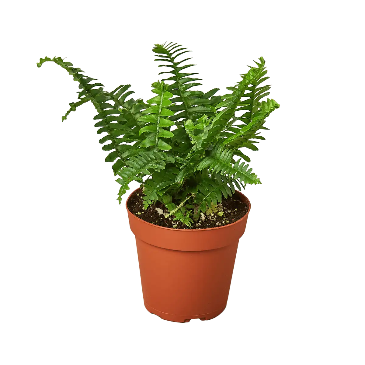 Boston For, also know as western sword fern and scientific name nephrolepis exaltata House Plant for Sale - Size: Small- 4in, Nursery Pot | Best Indoor Plants & Houseplant Sale | Forget Me Not Flower Market