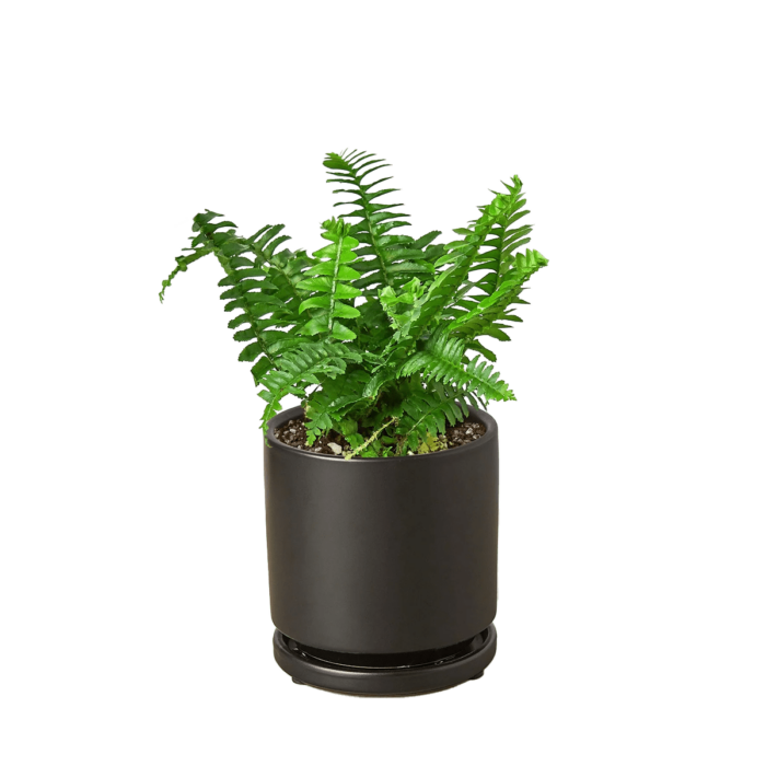 Boston For, also know as western sword fern and scientific name nephrolepis exaltata House Plant for Sale - Size: Small- 4in, Nursery Pot | Best Indoor Plants & Houseplant Sale | Forget Me Not Flower Market