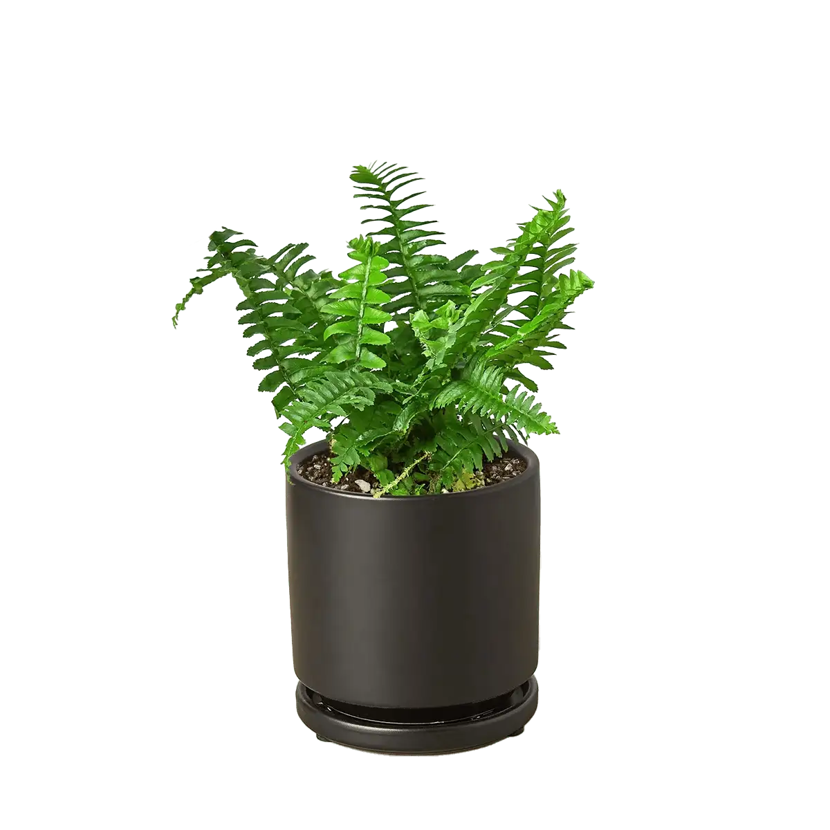 Boston For, also know as western sword fern and scientific name nephrolepis exaltata House Plant for Sale - Size: Small- 4in, Nursery Pot | Best Indoor Plants & Houseplant Sale | Forget Me Not Flower Market