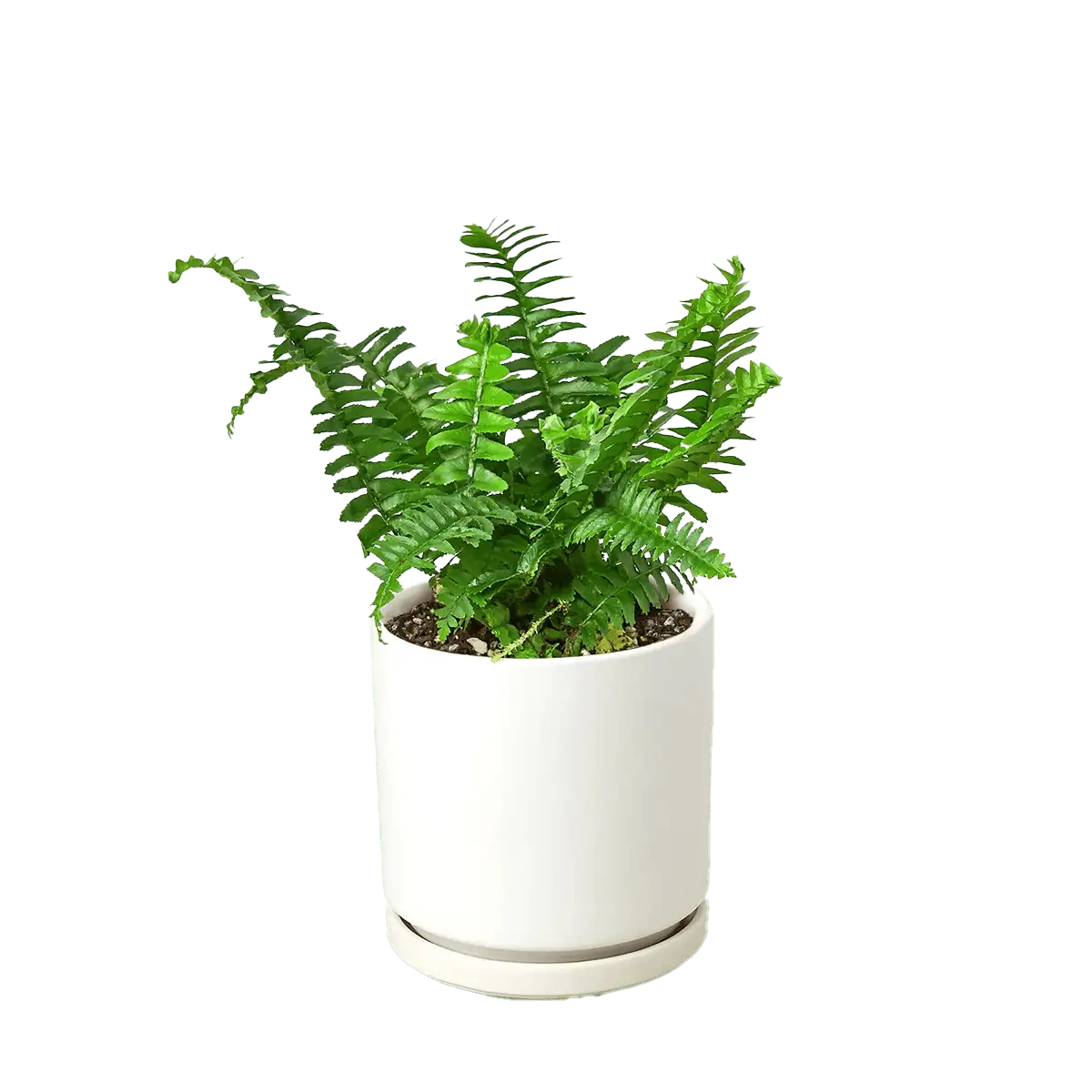 Boston For, also know as western sword fern and scientific name nephrolepis exaltata House Plant for Sale - Size: Small- 4in, Nursery Pot | Best Indoor Plants & Houseplant Sale | Forget Me Not Flower Market