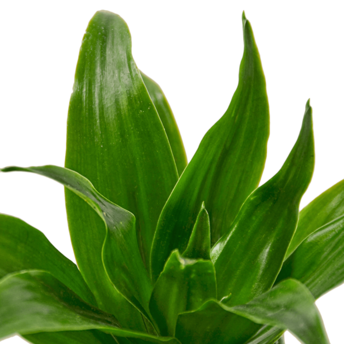 dracaena Janet Craig to Dracaena Rikki, House Plants for Sale | Best Indoor Plants | Forget Me Not Flower Market | Indoor Plants, Outdoor Plants