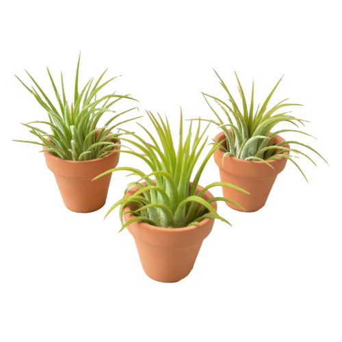 ionantha air plants with mini terra cotta pots for gifts, plant lover gifts, plant party favors, crafts and more