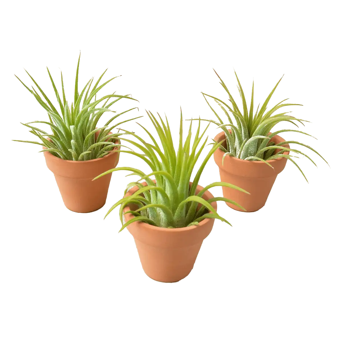 ionantha air plants with mini terra cotta pots for gifts, plant lover gifts, plant party favors, crafts and more