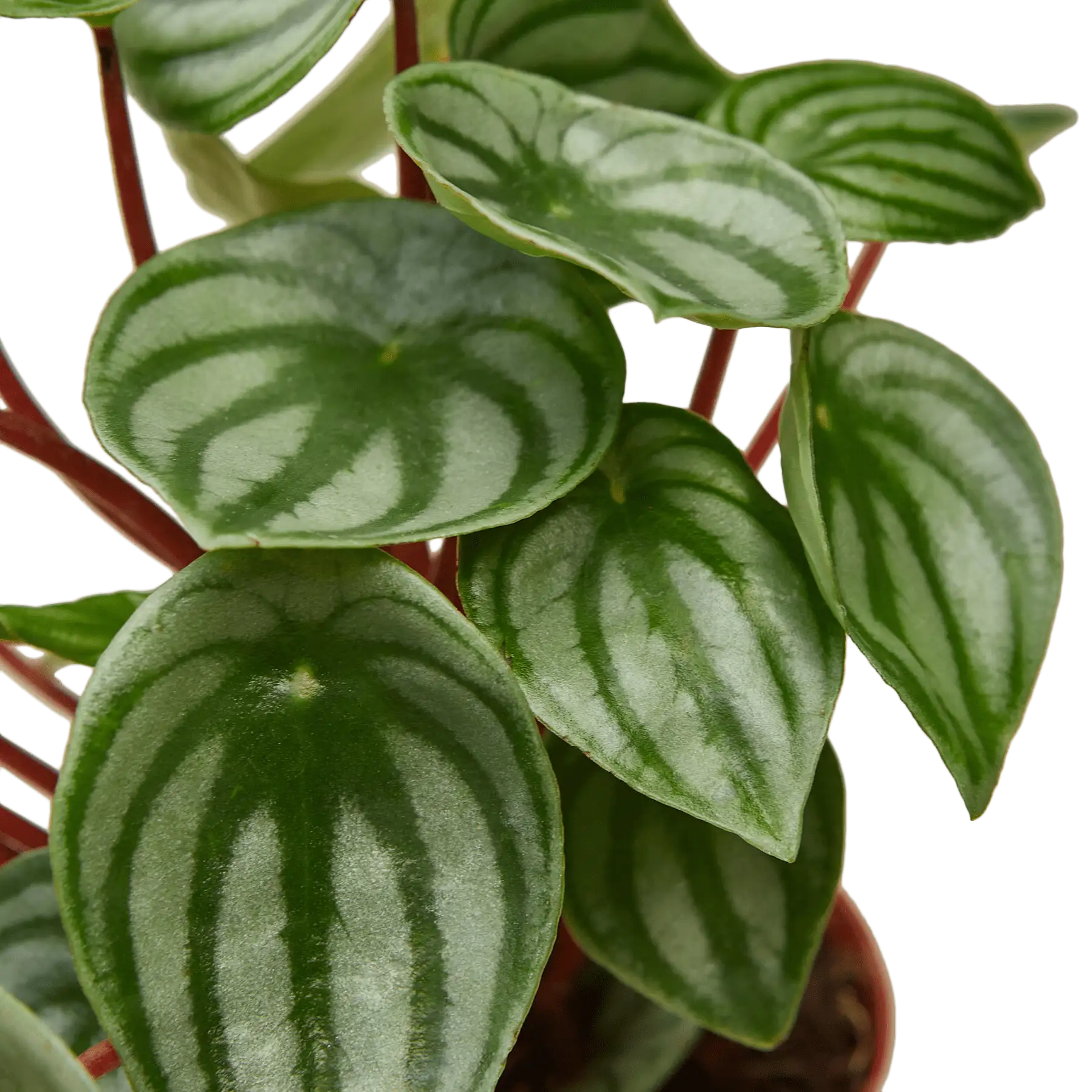 Peperomia Watermelon - Image 3