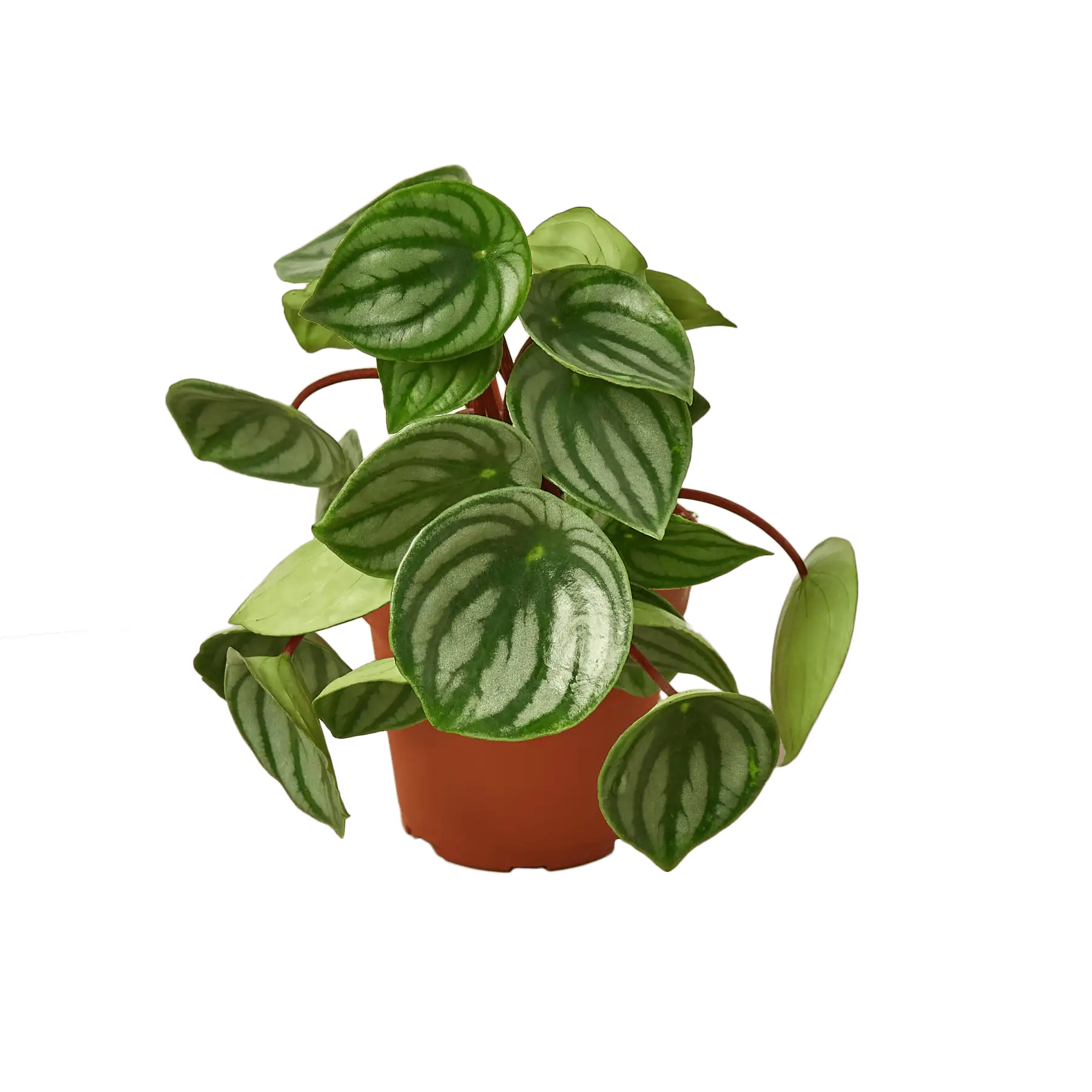 Peperomia Watermelon