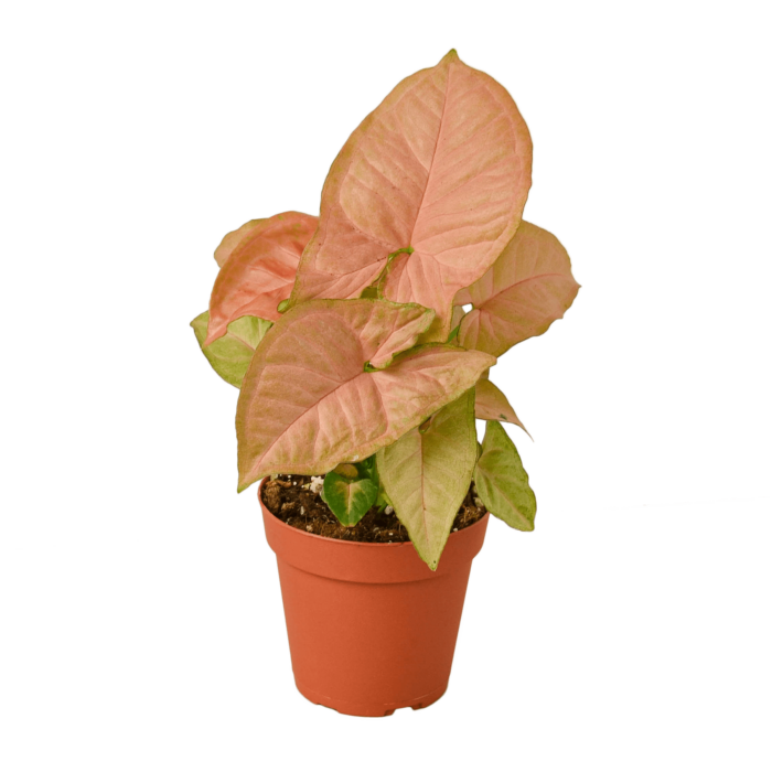 Syngonium Strawberry plants for Sale | Houseplant Sale | Best Indoor Plants | Forget Me Not Flower Market Online plant Shop | Online nurseries near to me