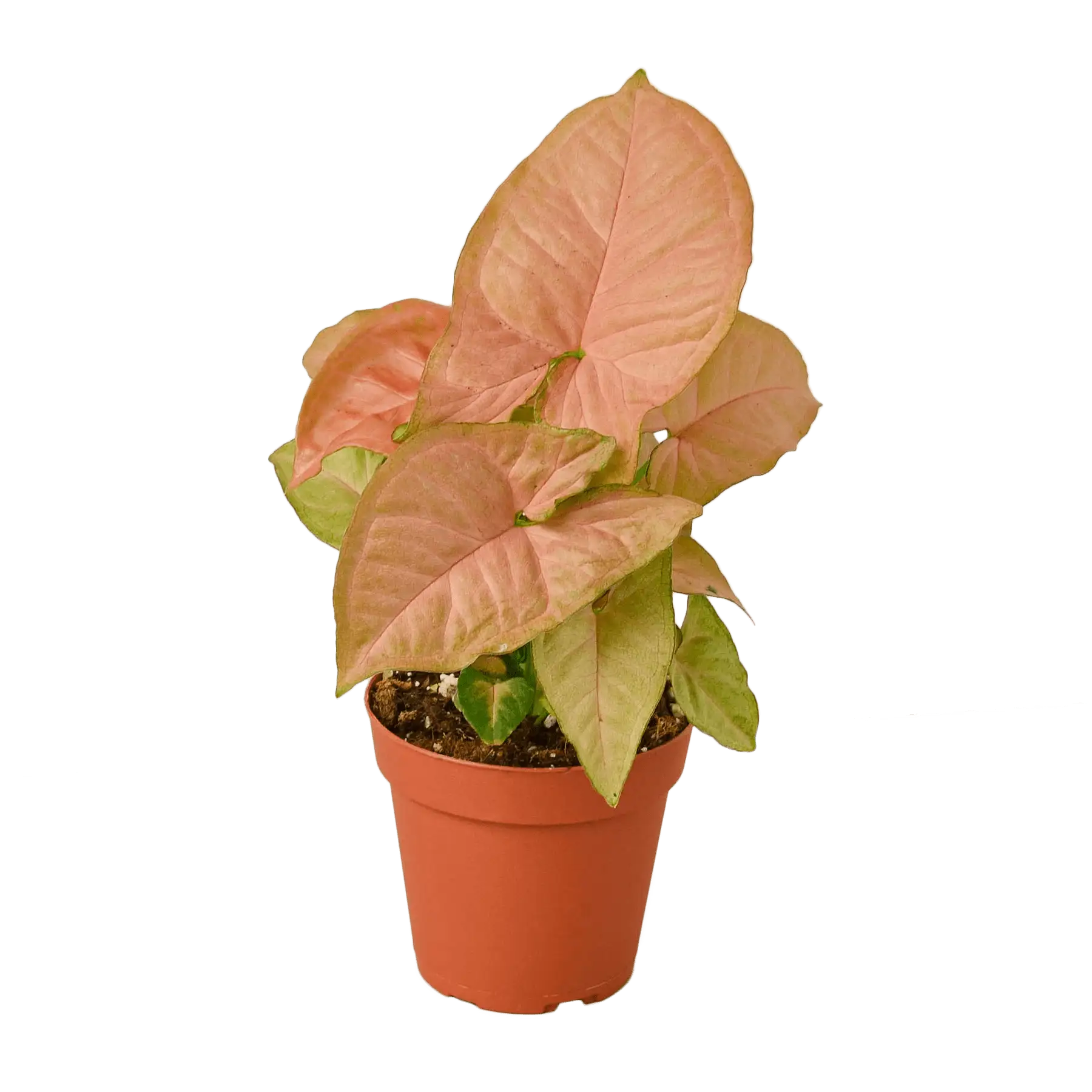 Syngonium Strawberry plants for Sale | Houseplant Sale | Best Indoor Plants | Forget Me Not Flower Market Online plant Shop | Online nurseries near to me