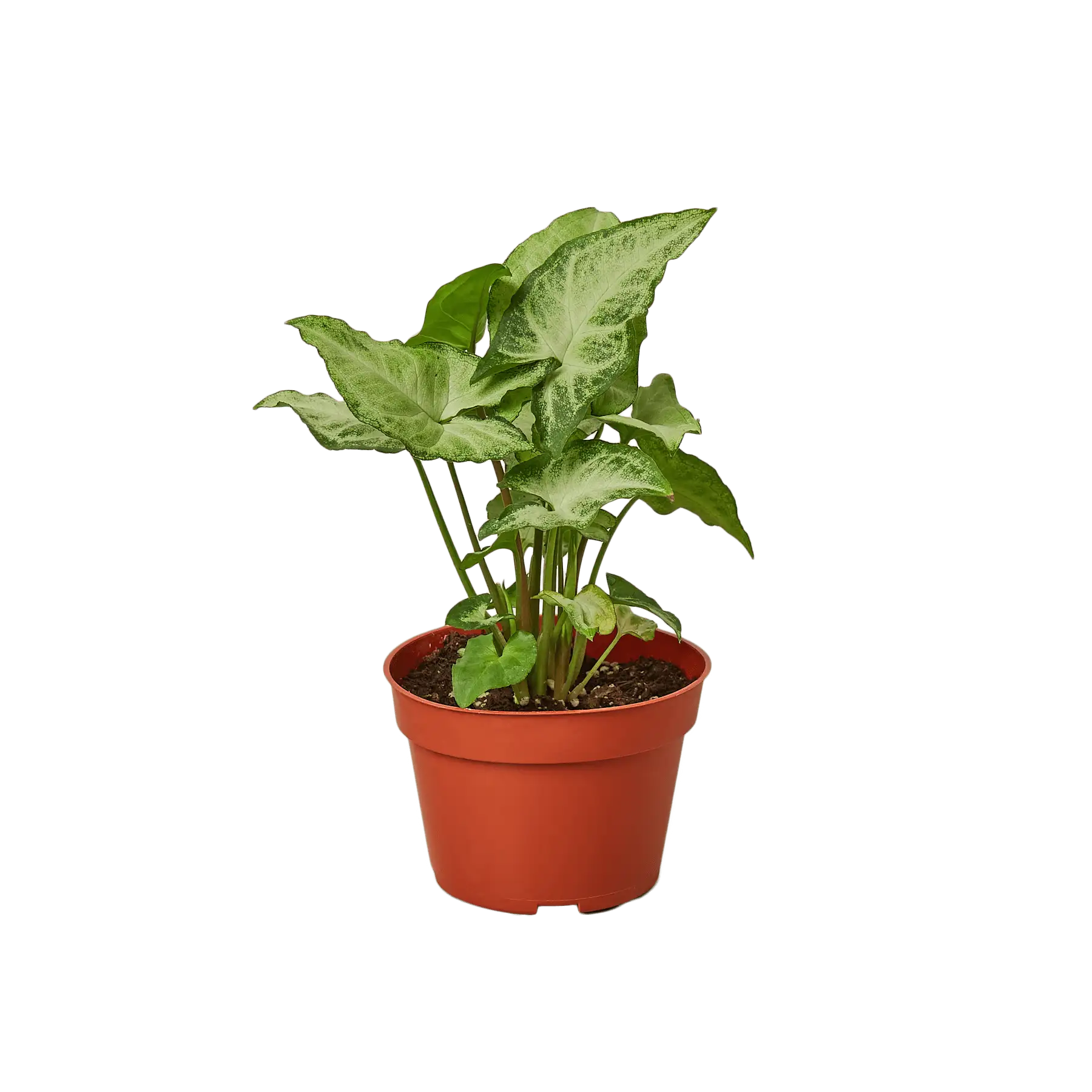 Syngonium white butterfly plants for Sale | Houseplant Sale | Best Indoor Plants | Forget Me Not Flower Market Online plant Shop | Online nurseries near to me