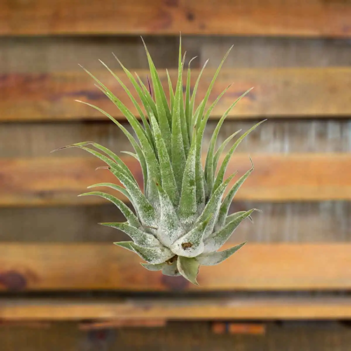 ionantha air plant for sale | houseplantsale.com | forget me not flower market