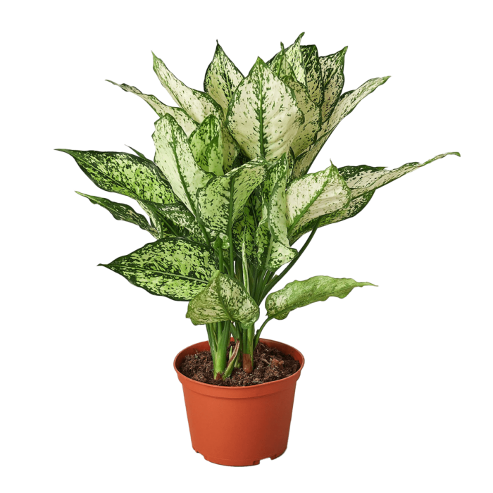 Aglaonema White Dalmatian Chinese Evergreen House Plants for Sale - 6in Nursery Pot | Best Indoor Plants & Houseplant Sale | Forget Me Not Flower Market