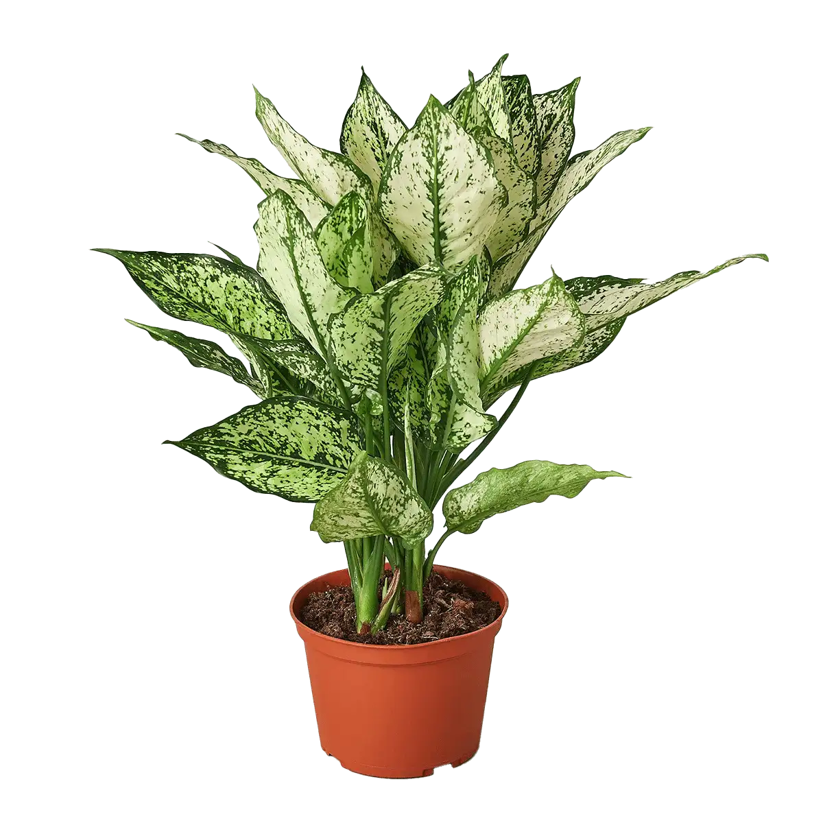 Aglaonema White Dalmatian Chinese Evergreen House Plants for Sale - 6in Nursery Pot | Best Indoor Plants & Houseplant Sale | Forget Me Not Flower Market