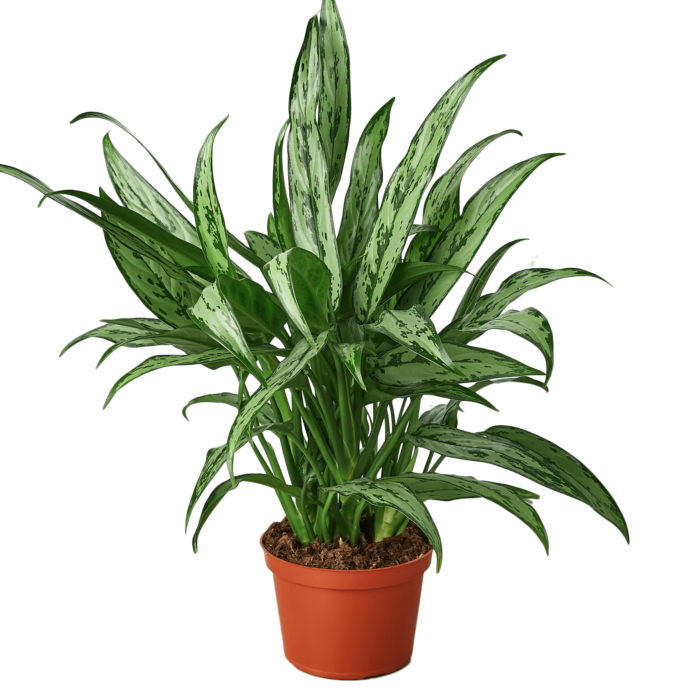 Aglaonema Cutlass Chinese Evergreen House Plants for Sale - 6in Nursery Pot | Best Indoor Plants & Houseplant Sale | Forget Me Not Flower Market
