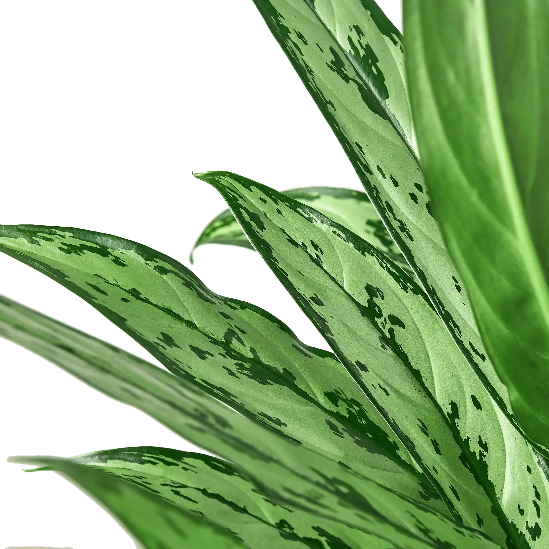Aglaonema Cutlass Chinese Evergreen House Plants for Sale - 6in Nursery Pot | Best Indoor Plants & Houseplant Sale | Forget Me Not Flower Market