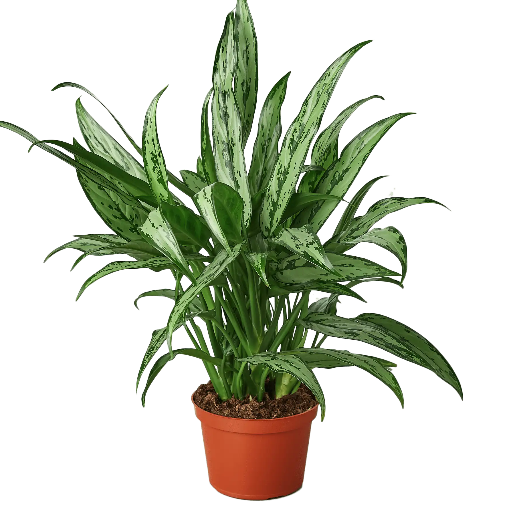 Aglaonema Cutlass Chinese Evergreen House Plants for Sale - 6in Nursery Pot | Best Indoor Plants & Houseplant Sale | Forget Me Not Flower Market