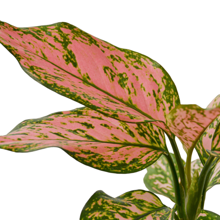 Aglaonema Maria Chinese Evergreen House Plants for Sale - 4in Nursery Pot | Best Indoor Plants & Houseplant Sale | Forget Me Not Flower Market