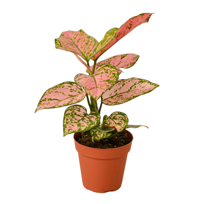 Aglaonema Maria Chinese Evergreen House Plants for Sale - 4in Nursery Pot | Best Indoor Plants & Houseplant Sale | Forget Me Not Flower Market