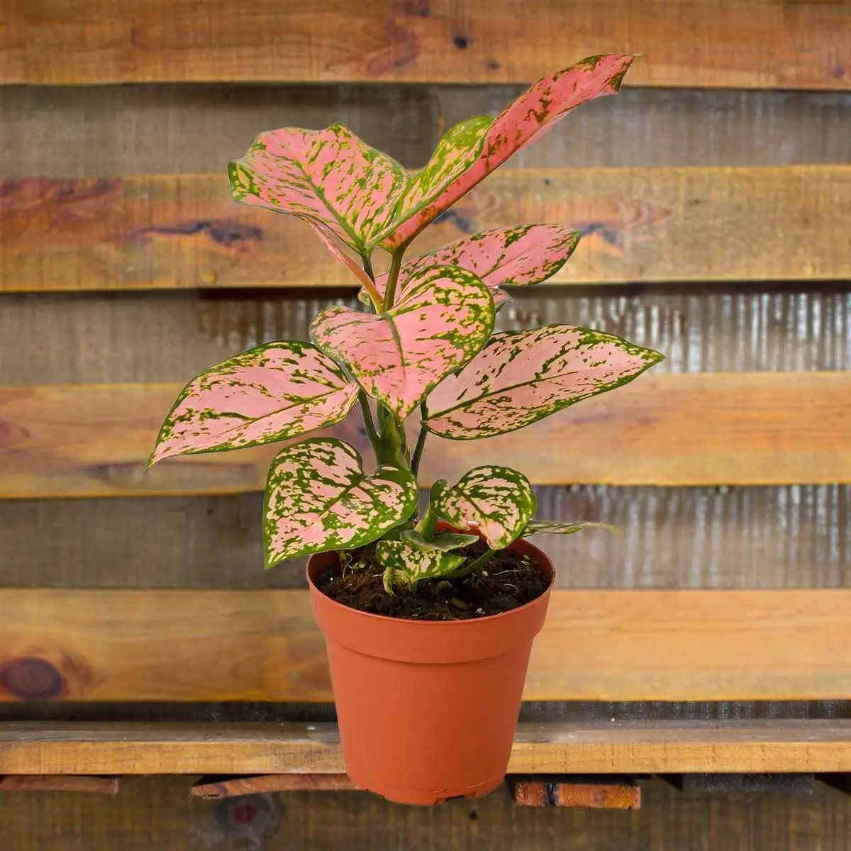 Aglaonema Maria Chinese Evergreen House Plants for Sale - 4in Nursery Pot | Best Indoor Plants & Houseplant Sale | Forget Me Not Flower Market