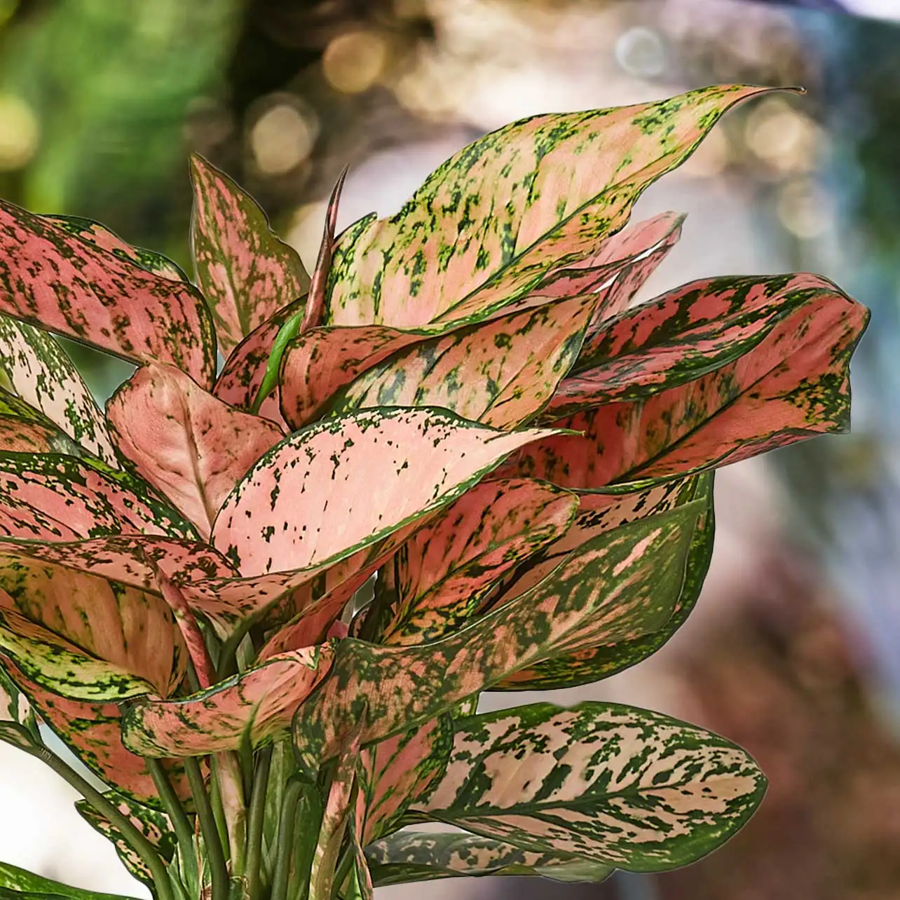 View Aglaonema Lady Valentine