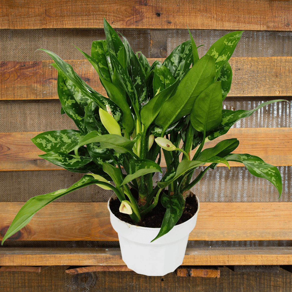 Aglaonema Maria Chinese Evergreen House Plants for Sale - 6in Nursery Pot | Best Indoor Plants & Houseplant Sale | Forget Me Not Flower Market