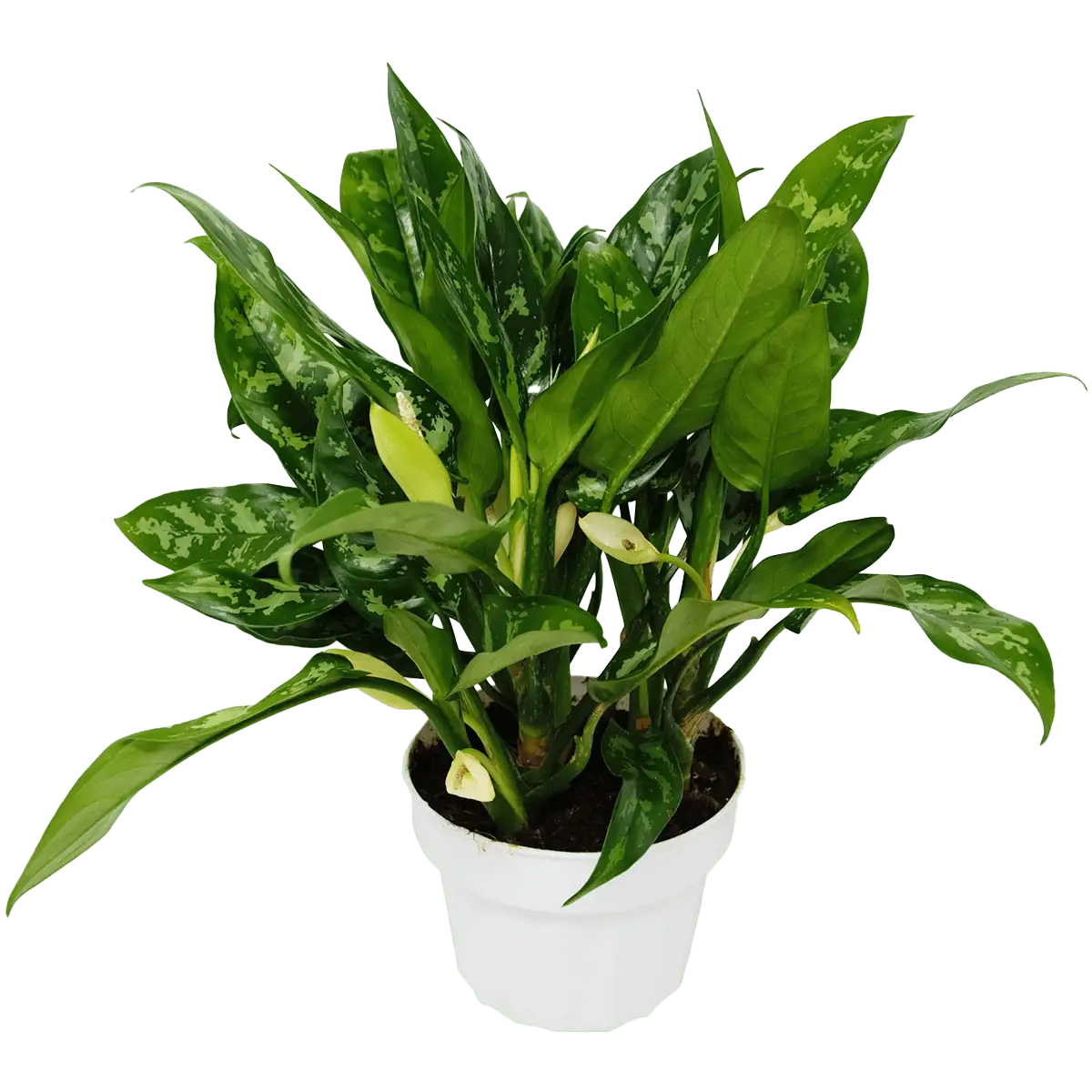 Aglaonema Maria Chinese Evergreen House Plants for Sale - 6in Nursery Pot | Best Indoor Plants & Houseplant Sale | Forget Me Not Flower Market
