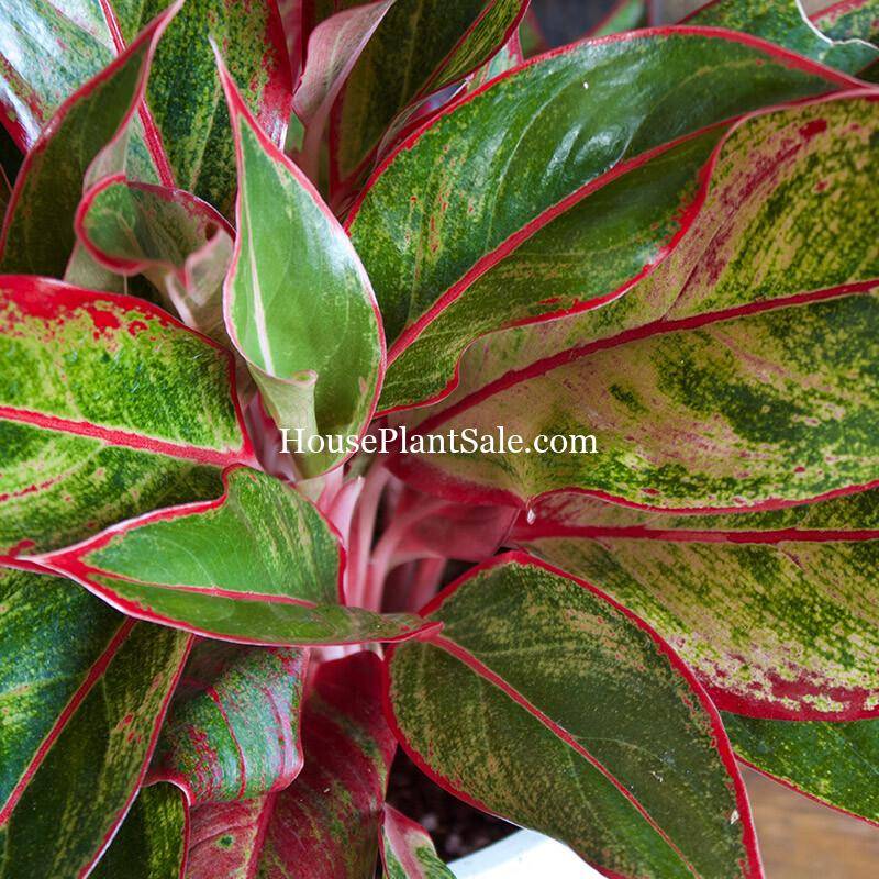  Aglaonema  Siam  Forget Me Not Flower Market