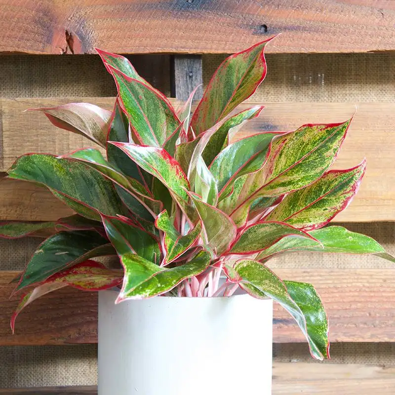 Aglaonema Siam House Plants for Sale | Best Indoor Plants | Forget Me Not Flower Market | Bonita Springs Flower Market | Cape Coral, Fort Myers, Naples | Indoor Plants, Outdoor Plants, Garden Plants, Flower plants Nursery, Wholesale Flowers and more