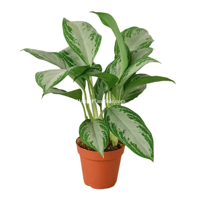 Aglaonema Silver Bay - Chinese Evergreen 'Silver Bay', 4inch pot, small | Best Indoor Plants & House Plant for Sale Online | Forget Me Not Flower Market