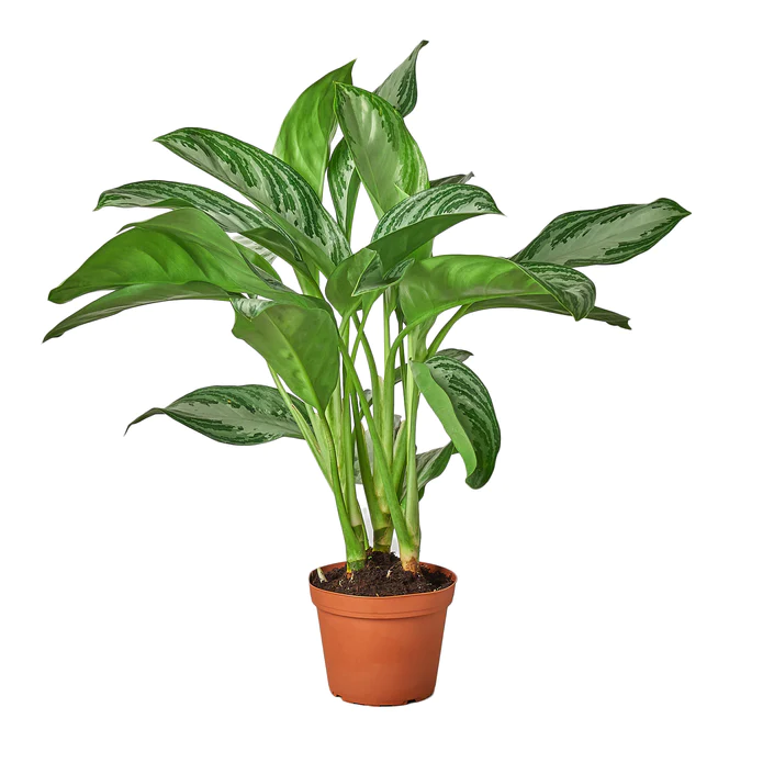 Aglaonema Silver Bay - Chinese Evergreen 'Silver Bay', 6inch pot, medium, House Plant for Sale | Best Indoor Plants & Houseplant Sale | Forget Me Not Flower Market