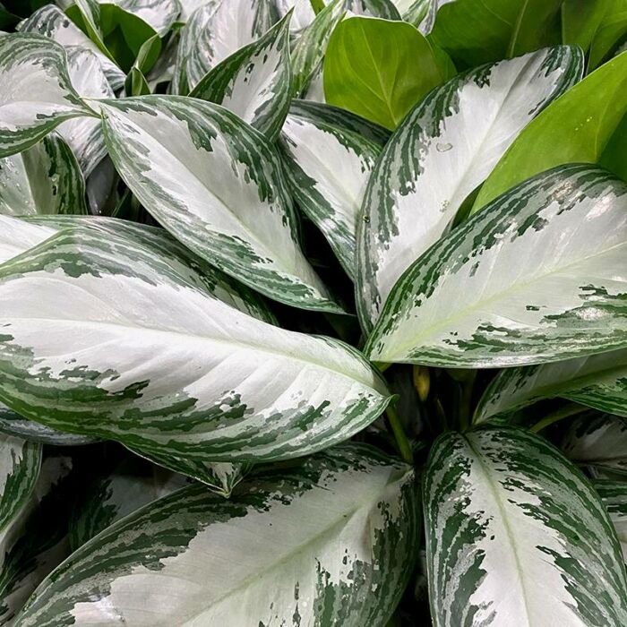 Aglaonema Silver Bay, House Plants for Sale | Best Indoor Plants | Forget Me Not Flower Market | Bonita Springs Flower Market | Cape Coral, Fort Myers, Naples | Indoor Plants, Outdoor Plants, Garden Plants, Flower plants Nursery, Wholesale Flowers and more