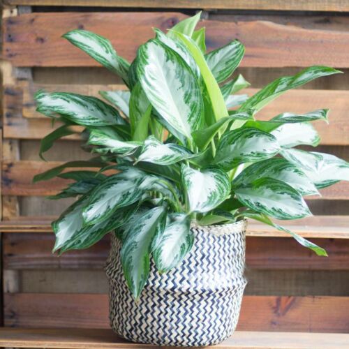 Aglaonema Silver Bay, House Plants for Sale | Best Indoor Plants | Forget Me Not Flower Market | Bonita Springs Flower Market | Cape Coral, Fort Myers, Naples | Indoor Plants, Outdoor Plants, Garden Plants, Flower plants Nursery, Wholesale Flowers and more