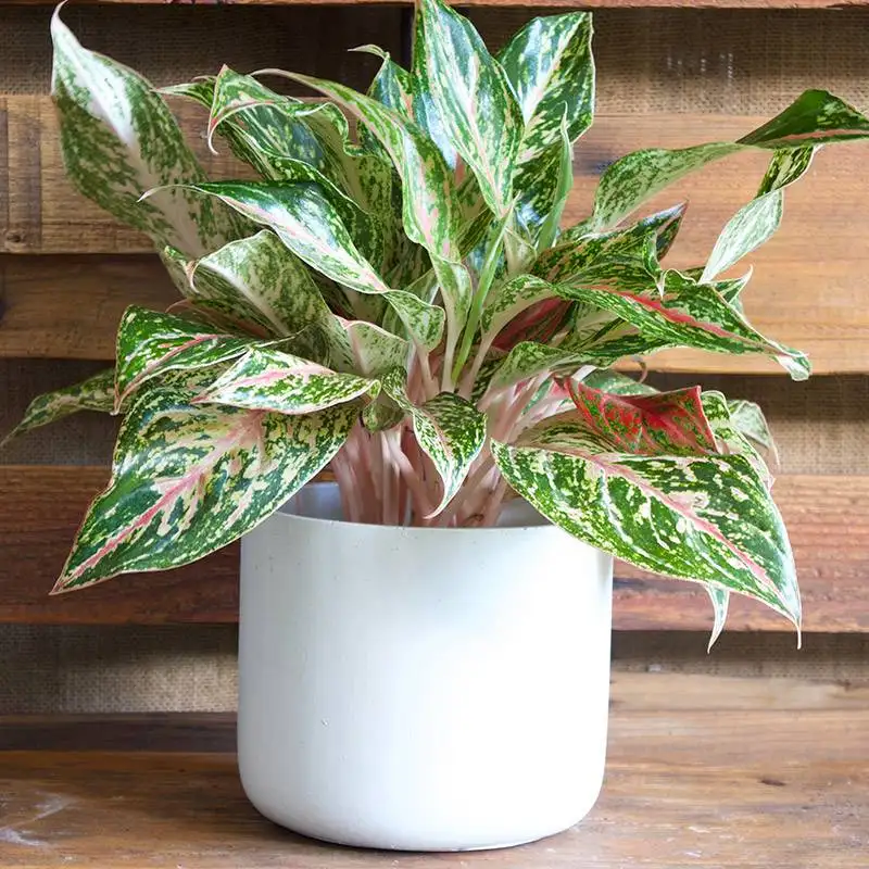 Aglaonema Sparkling Sara House Plants for Sale | Best Indoor Plants | Forget Me Not Flower Market | Bonita Springs Flower Market | Cape Coral, Fort Myers, Naples | Indoor Plants, Outdoor Plants, Garden Plants, Flower plants Nursery, Wholesale Flowers and more