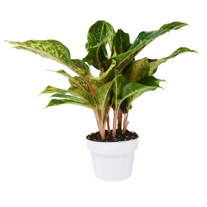 Aglaonema 'Sparkling Sarah' Chinese Evergreen House Plants for Sale - 6in Nursery Pot | Best Indoor Plants & Houseplant Sale | Forget Me Not Flower Market