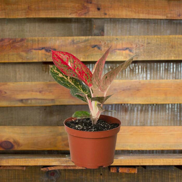 Aglaonema Starburst Chinese Evergreen House Plants for Sale - 6in Nursery Pot | Best Indoor Plants & Houseplant Sale | Forget Me Not Flower Market