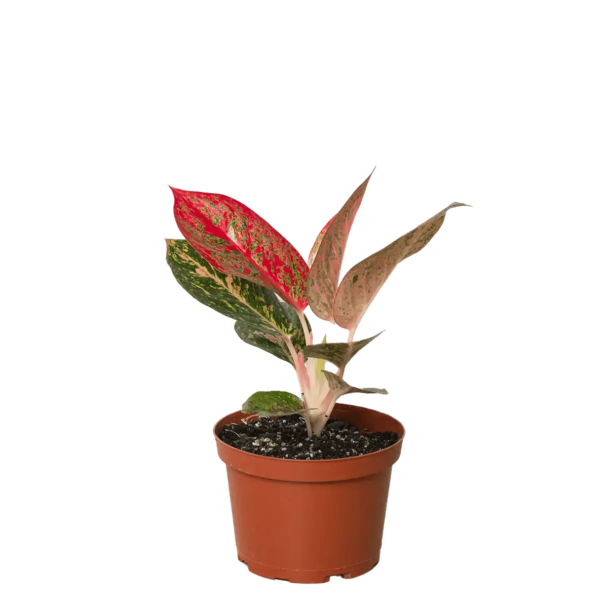 Aglaonema Starburst Chinese Evergreen House Plants for Sale - 6in Nursery Pot | Best Indoor Plants & Houseplant Sale | Forget Me Not Flower Market