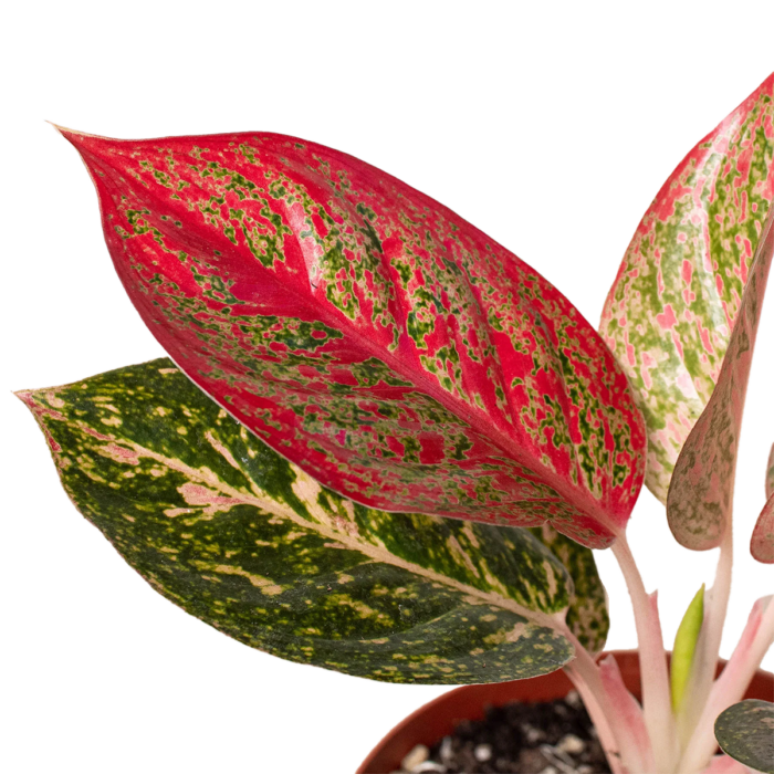 Aglaonema Starburst Chinese Evergreen House Plants for Sale - 6in Nursery Pot | Best Indoor Plants & Houseplant Sale | Forget Me Not Flower Market