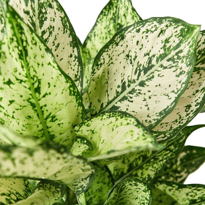 Aglaonema White Dalmatian Chinese Evergreen House Plants for Sale - 6in Nursery Pot, Detail Photo | Best Indoor Plants & Houseplant Sale | Forget Me Not Flower Market